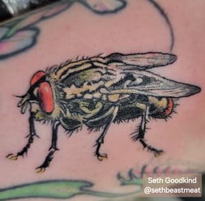 Red Tail Fly
